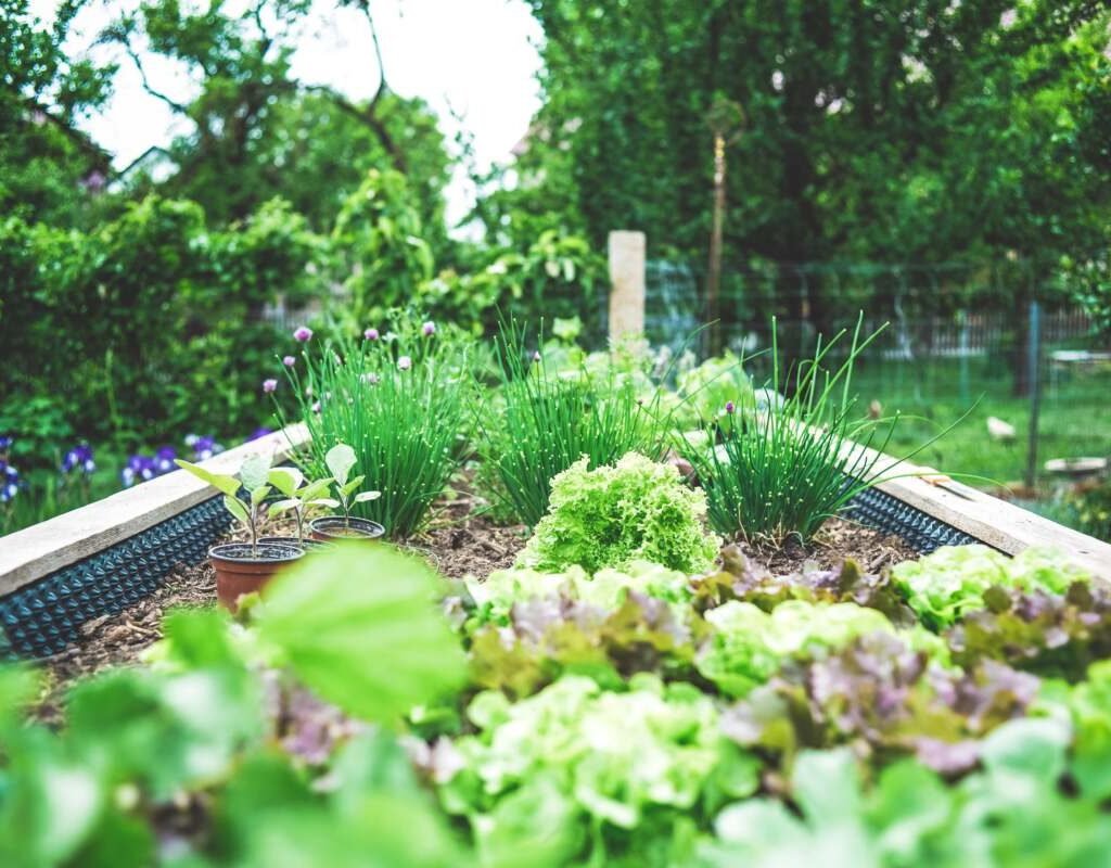 Backyard vegetable Garden