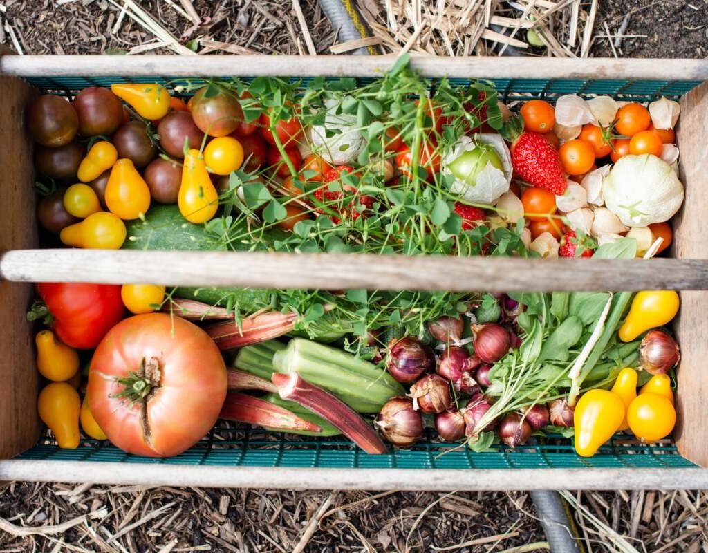 Backyard Vegetable Garden