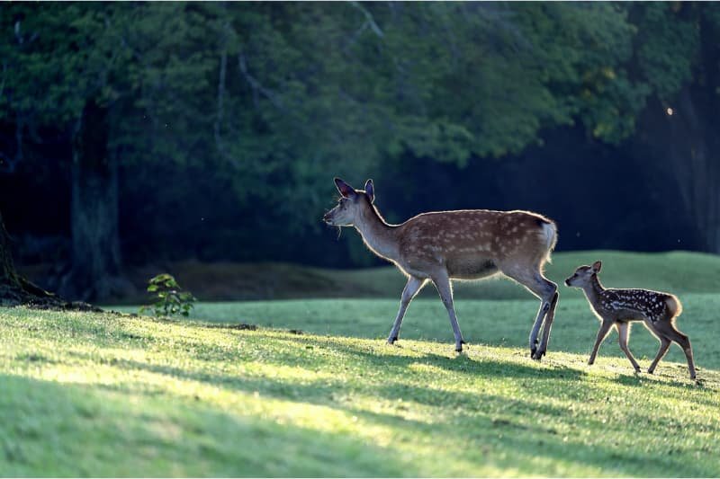 Deer and fawn