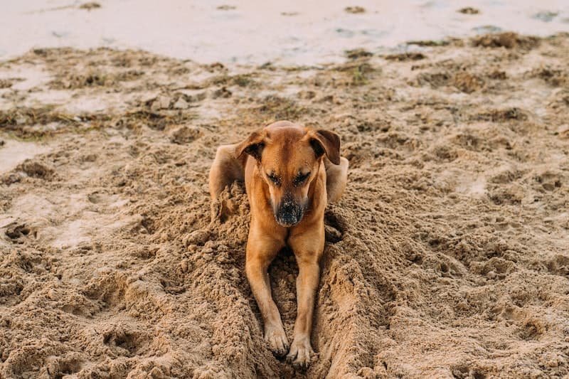 Dog digging in sand