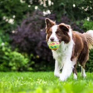 Create The Ultimate Doggy Playground With These Backyard Ideas For Dogs