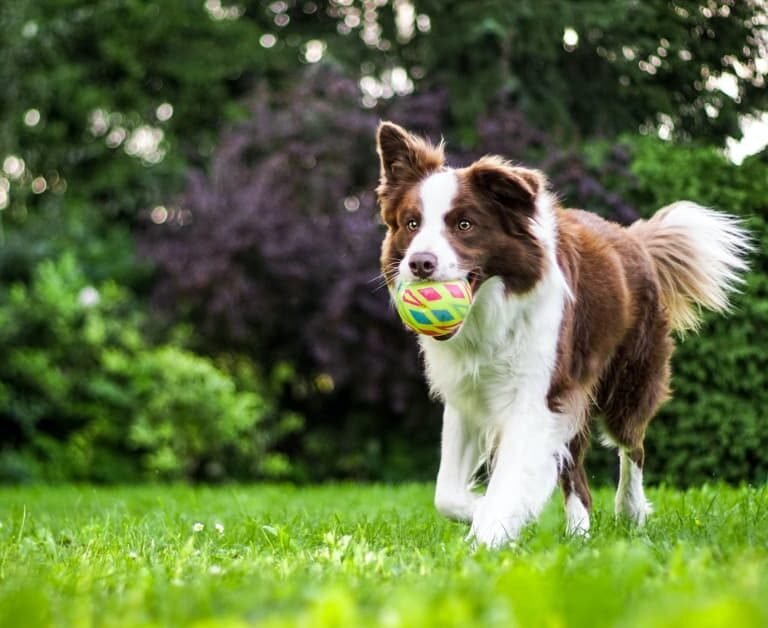 Create The Ultimate Doggy Playground With These Backyard Ideas For Dogs