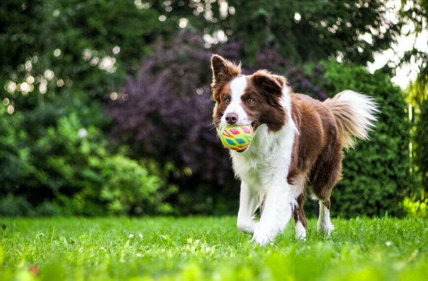 Create The Ultimate Doggy Playground With These Backyard Ideas For Dogs