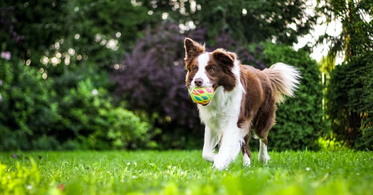 Create The Ultimate Doggy Playground With These Backyard Ideas For Dogs