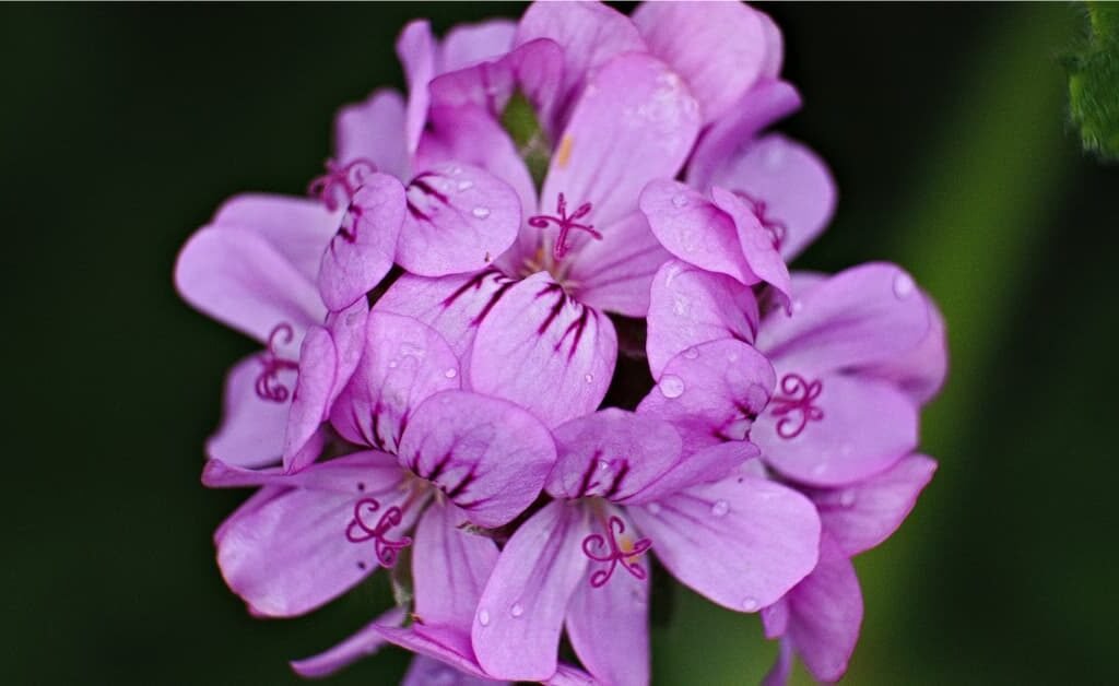 geranium plant