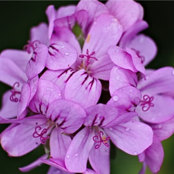 geranium plant