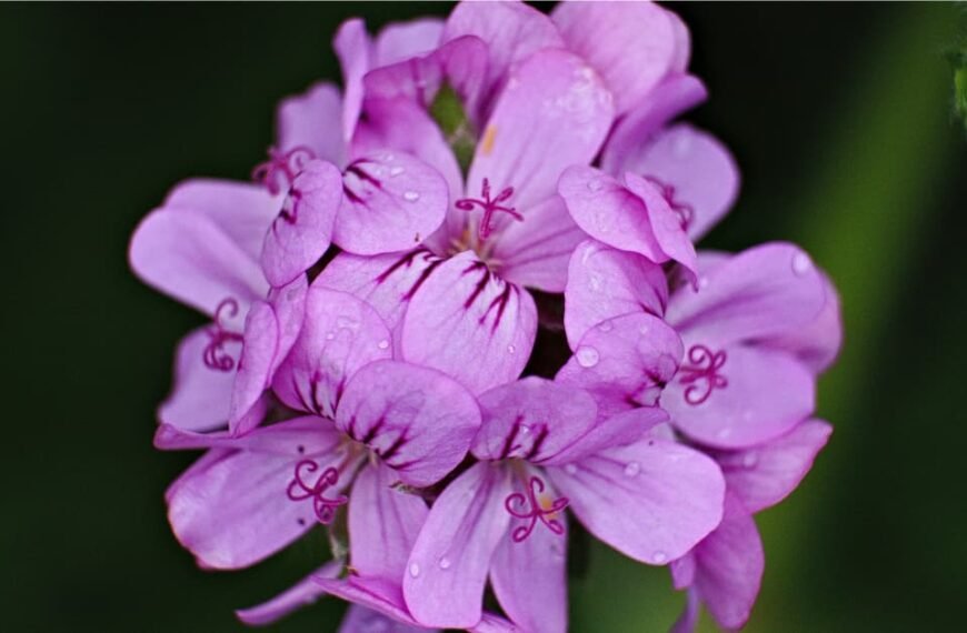 geranium plant