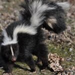 Can Skunks Climb Trees? Exploring Their Climbing Abilities