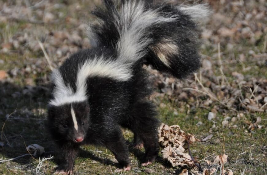 Can Skunks Climb Trees? Exploring Their Climbing Abilities