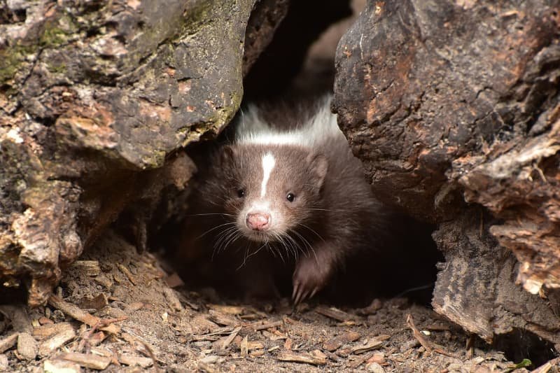 Skunk Behavior And Habitat