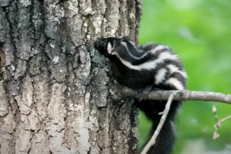 Can Skunks Climb Trees? Exploring Their Climbing Abilities