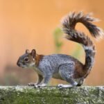 Can Squirrels Swim? Exploring the Aquatic Abilities of Our Furry Friends