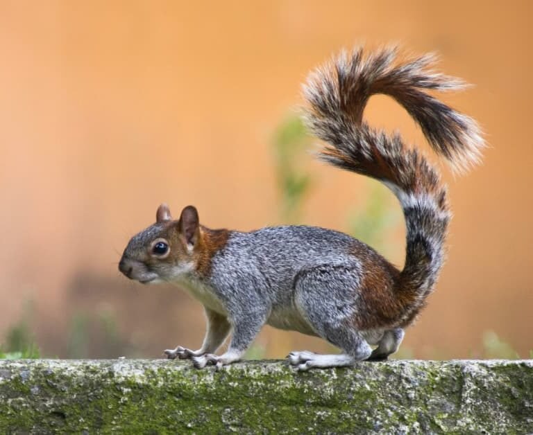 Can Squirrels Swim? Exploring the Aquatic Abilities of Our Furry Friends