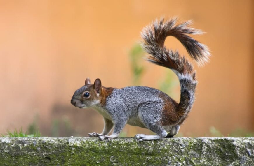 Can Squirrels Swim? Exploring the Aquatic Abilities of Our Furry Friends