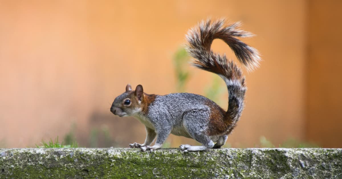 Can Squirrels Swim? Exploring the Aquatic Abilities of Our Furry Friends