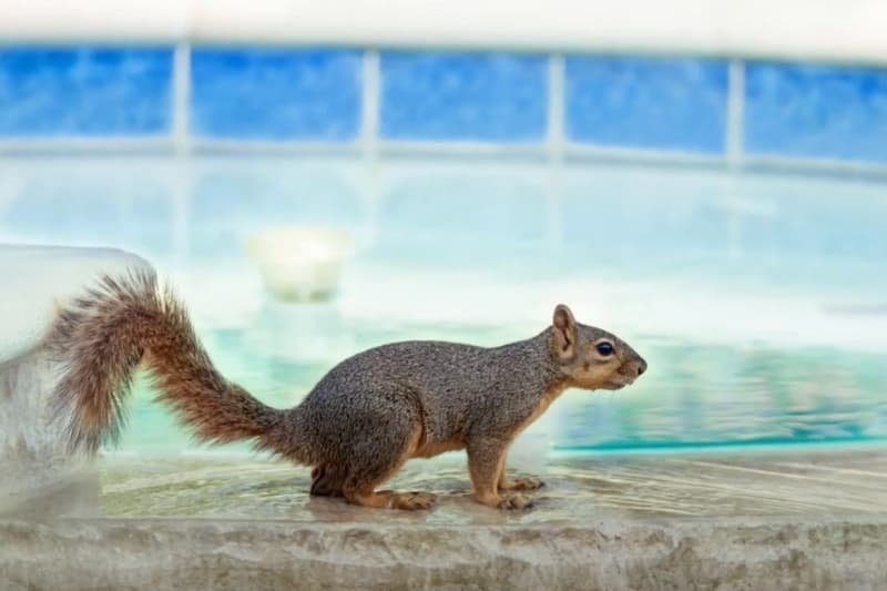 How To Prevent Squirrels From Swimming in Your Pool