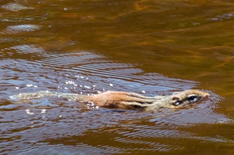 Squirrel swimming