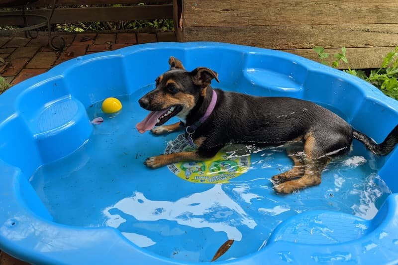 dog cooling off in pool
