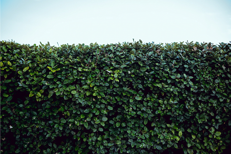 hedge