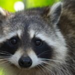 Do Raccoons Live In Trees? Looking At Raccoons' Tree-Dwelling Nature