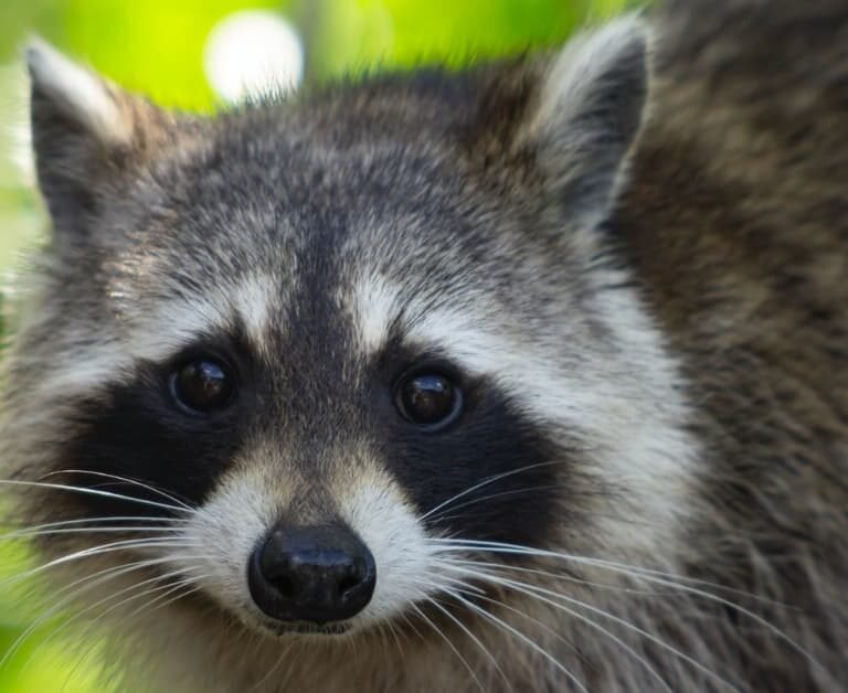 Do Raccoons Live In Trees? Looking At Raccoons' Tree-Dwelling Nature