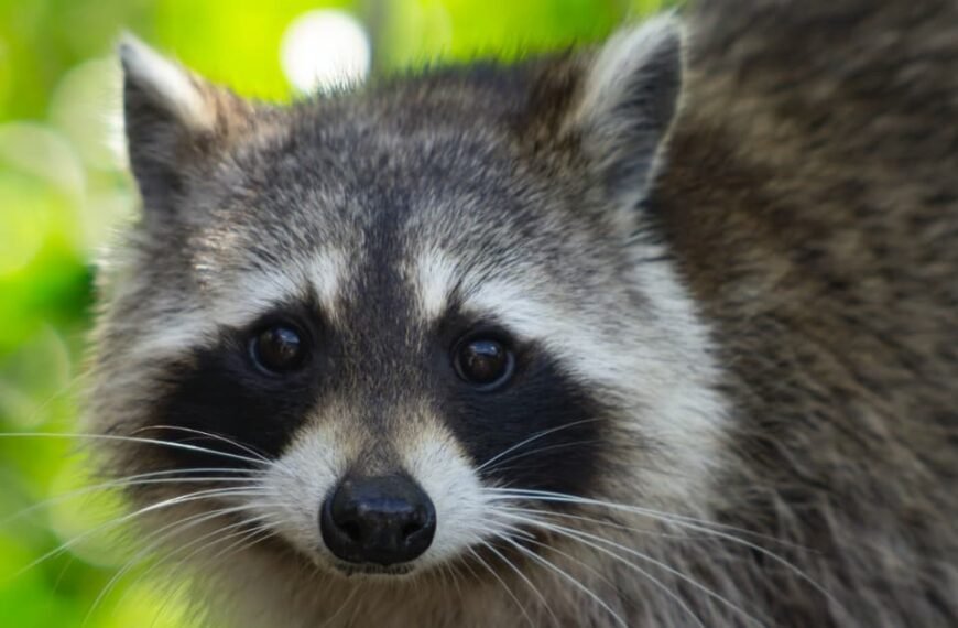 Do Raccoons Live In Trees? Looking At Raccoons' Tree-Dwelling Nature