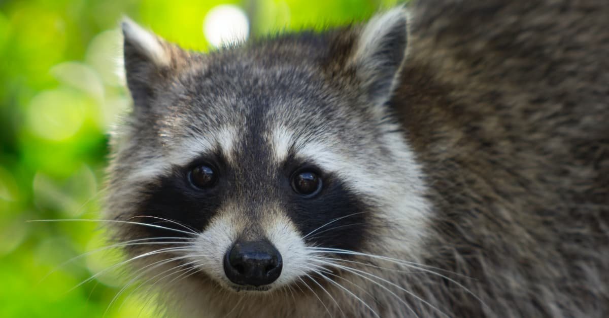 The face of a raccoon
