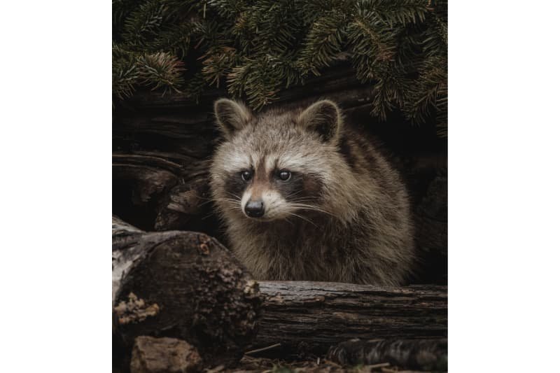 racoon in tree