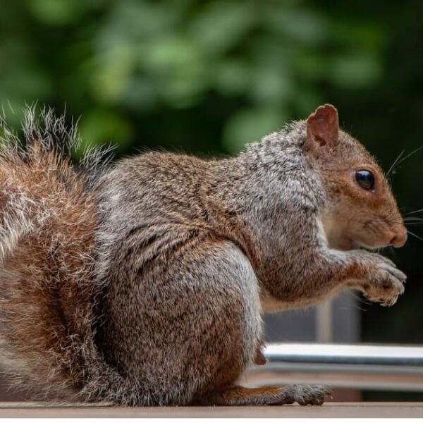 Squirrel Hanging out