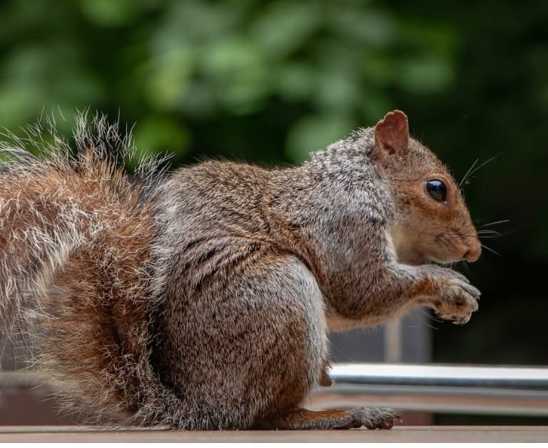 Squirrel Hanging out