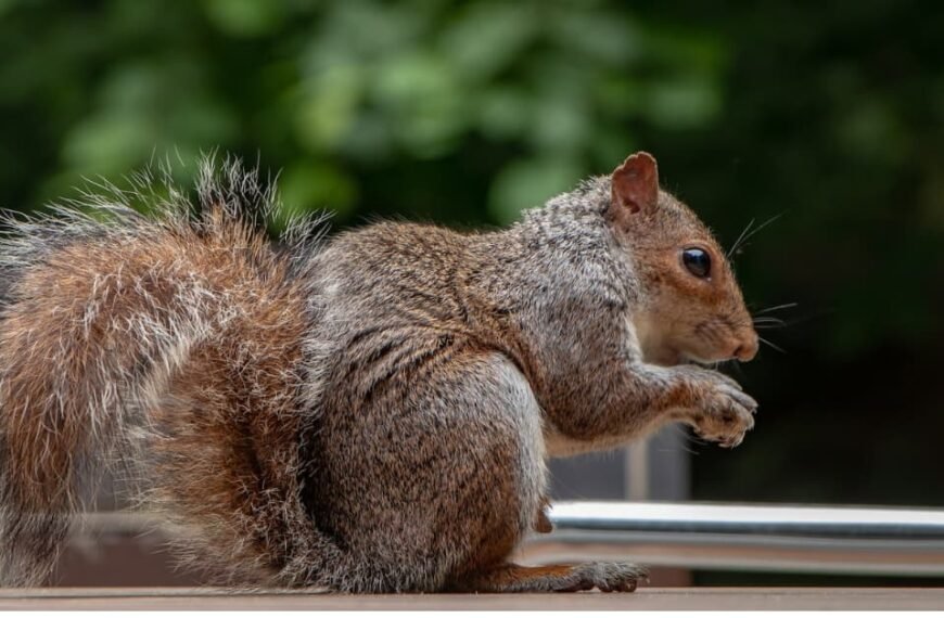 Squirrel Hanging out