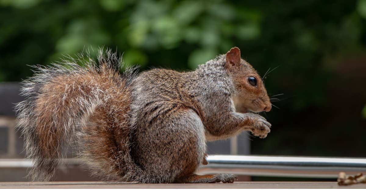 Squirrel Hanging out