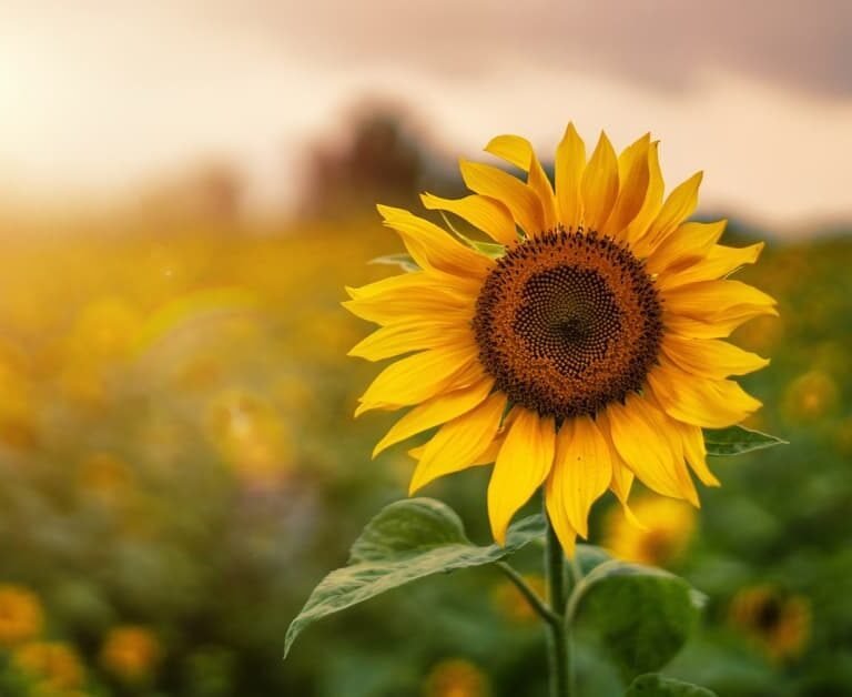 Do Deer Eat Sunflowers?