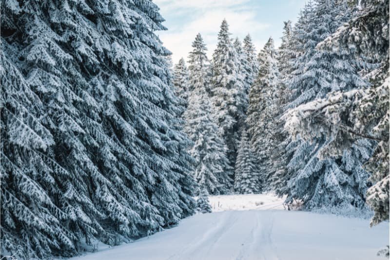 arborvitae trees with snow