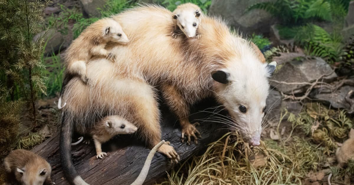 Do Baby Possums play dead? True or False?