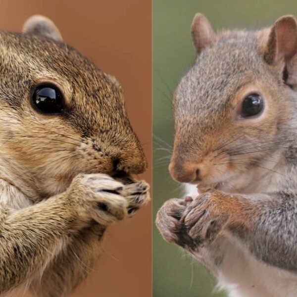 Chipmunks Vs. Squirrels: Spot The Differences!