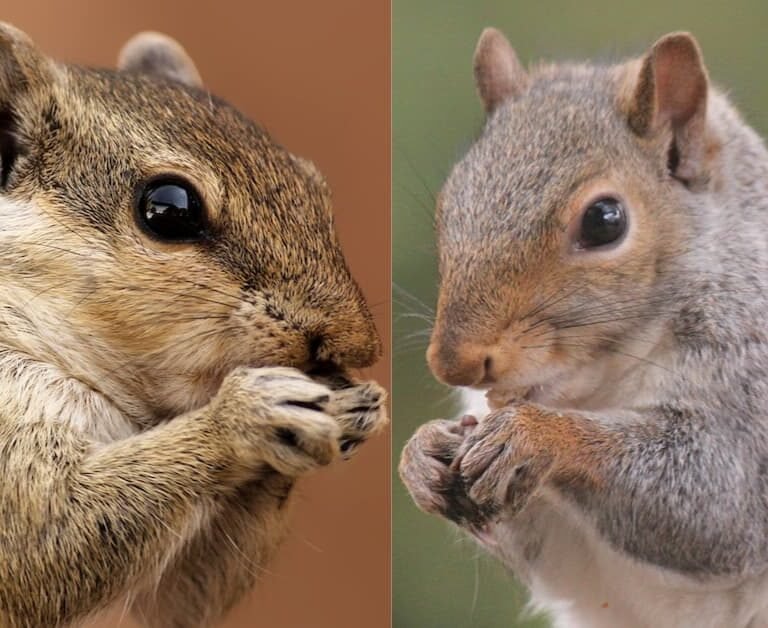 Chipmunks Vs. Squirrels: Spot The Differences!