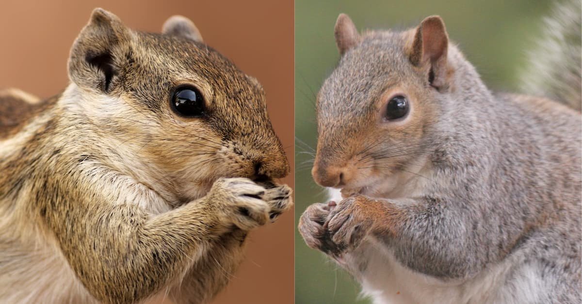 Chipmunks Vs. Squirrels: Spot The Differences!