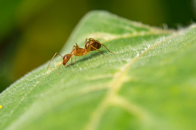 ant on a leaf in the garden