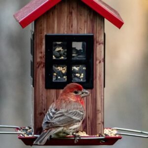 How to Attract New Birds to Your Backyard: Tips & Tricks!