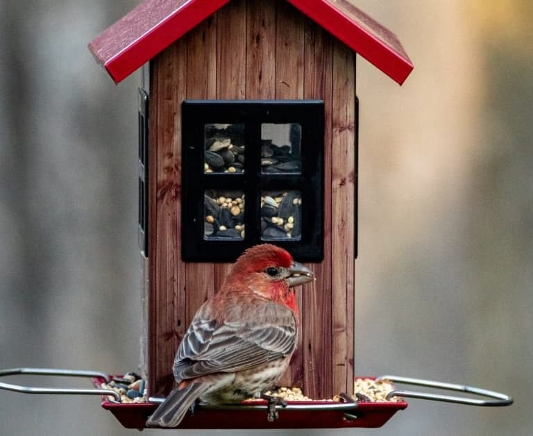 How to Attract New Birds to Your Backyard: Tips & Tricks!