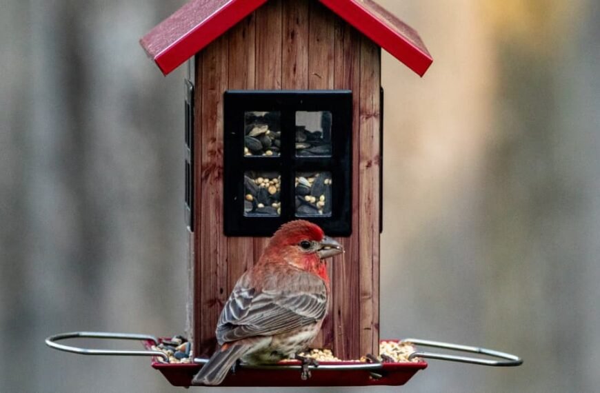 How to Attract New Birds to Your Backyard: Tips & Tricks!