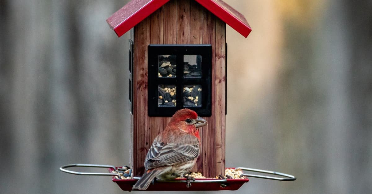 How to Attract New Birds to Your Backyard: Tips & Tricks!