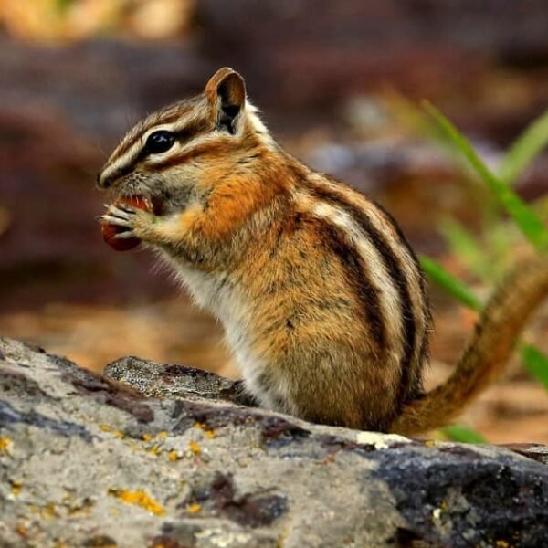 Surviving The Wild: Chipmunk Lifespan And Habits