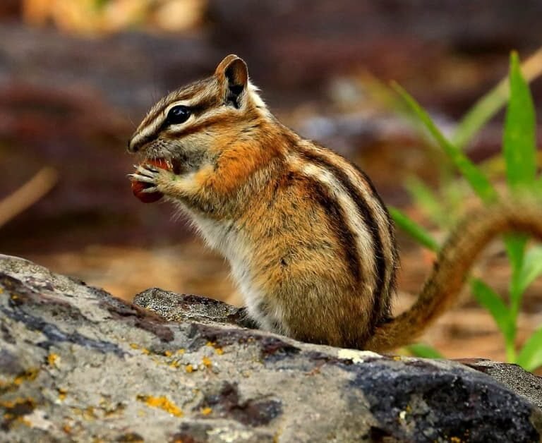 Surviving The Wild: Chipmunk Lifespan And Habits