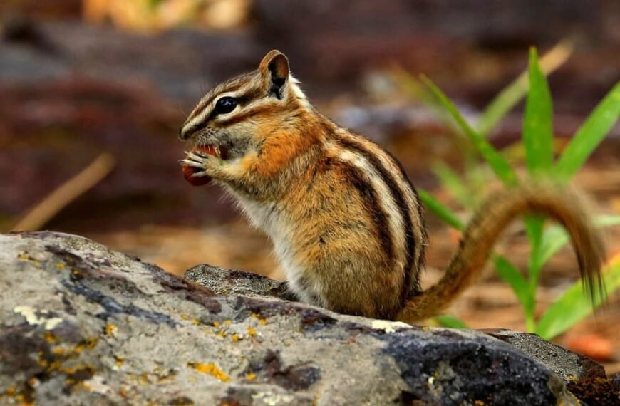 Surviving The Wild: Chipmunk Lifespan And Habits