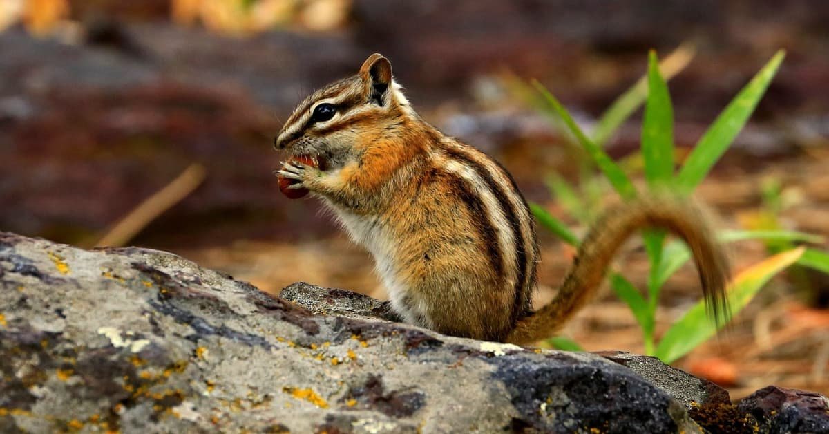 Surviving The Wild: Chipmunk Lifespan And Habits