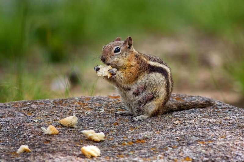 chipmunk eating in the wild