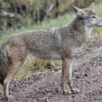 Coyotes And Dog Poop: 4 Ways To Keep Them Away