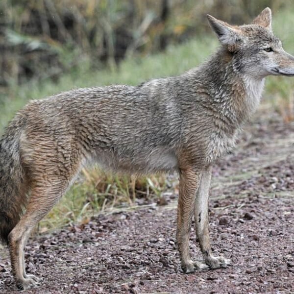 Coyotes And Dog Poop: 4 Ways To Keep Them Away